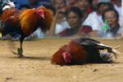 Các trận đá gà trực tiếp Thomo diễn ra ở Campuchia